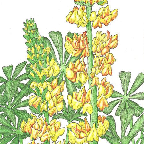 Lupine, Yellow (pack) Peaceful Valley