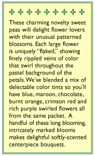 Renee's Garden Specialty Sweet Pea Saltwater Taffy Swirls Renee's Garden Specialty Sweet Pea Saltwater Taffy Swirls Flower Seed & Bulbs