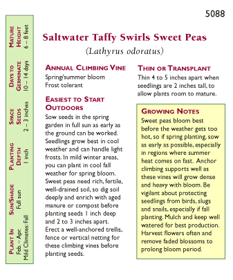 Saltwater Taffy Swirls Specialty Sweet Pea Flower Seeds Renee's Garden