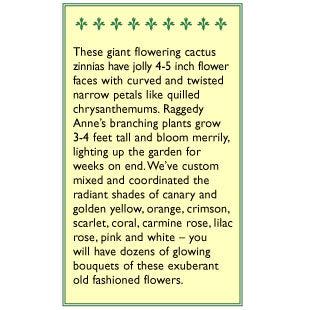 Raggedy Anne Cactus Zinnia Flower Seeds Renee's Garden