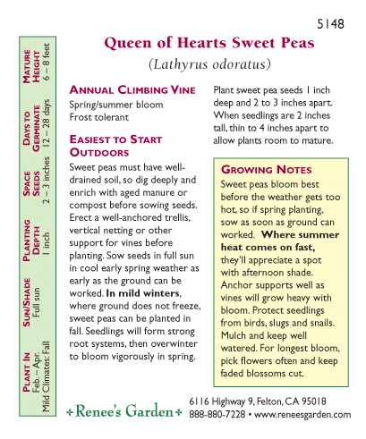 Queen of Hearts Antique Sweet Pea Flower Seeds Renee's Garden