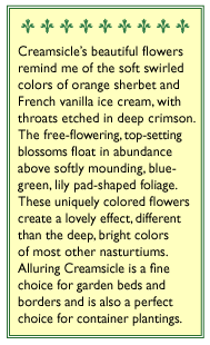 Creamsicle Hummingbird Nasturtium Flower Seeds Renee's Garden