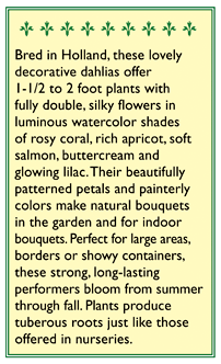 Watercolor Silks Dwarf Dahlia Flower Seeds Renee's Garden
