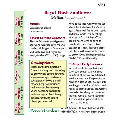 Royal Flush Ornamental Sunflower Flower Seeds Renee's Garden