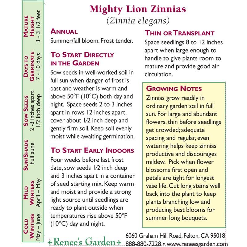 Mighty Lion Butterfly Zinnia Flower Seeds Renee's Garden