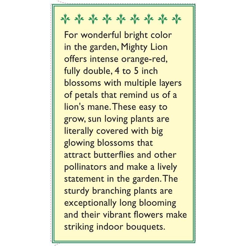 Mighty Lion Butterfly Zinnia Flower Seeds Renee's Garden
