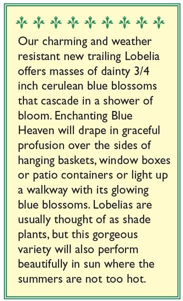 Blue Heaven Windowbox Lobelia Flower Seeds Renee's Garden