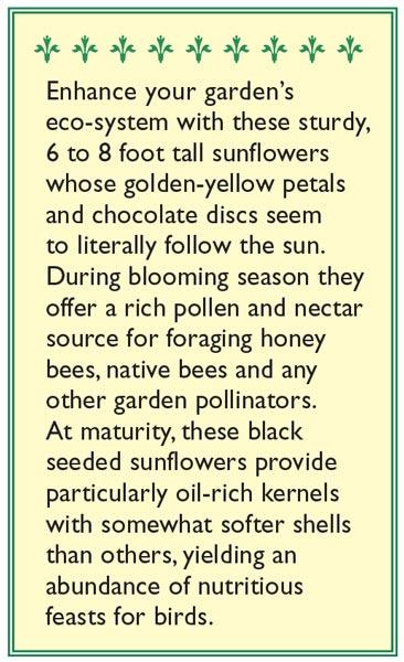 The Birds & Bees Songbird Sunflower Flower Seeds Renee's Garden