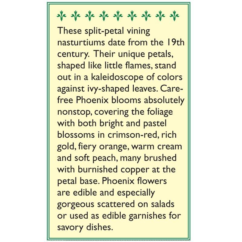 Phoenix Climbing Nasturtium Flower Seeds Renee's Garden
