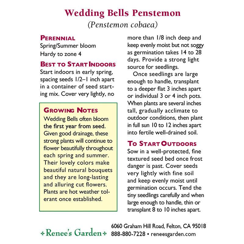 Wedding Bells Hummingbird Penstemon Flower Seeds Renee's Garden