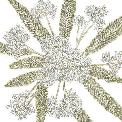 White Yarrow Flower Seeds Peaceful Valley