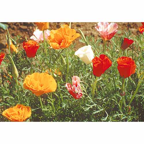 California Poppy, Mission Bells (1/4 lb) - Grow Organic California Poppy, Mission Bells (1/4 lb) Flower Seeds