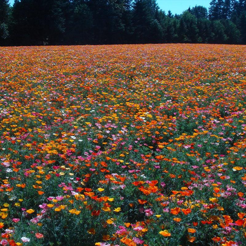 California Poppy, Mission Bells (lb) Peaceful Valley