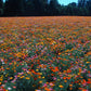 California Poppy, Mission Bells - Grow Organic California Poppy, Mission Bells Flower Seeds