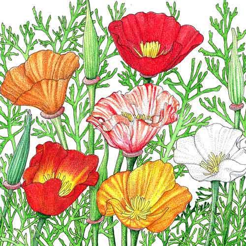 Mission Bells California Poppy Flower Seeds Peaceful Valley