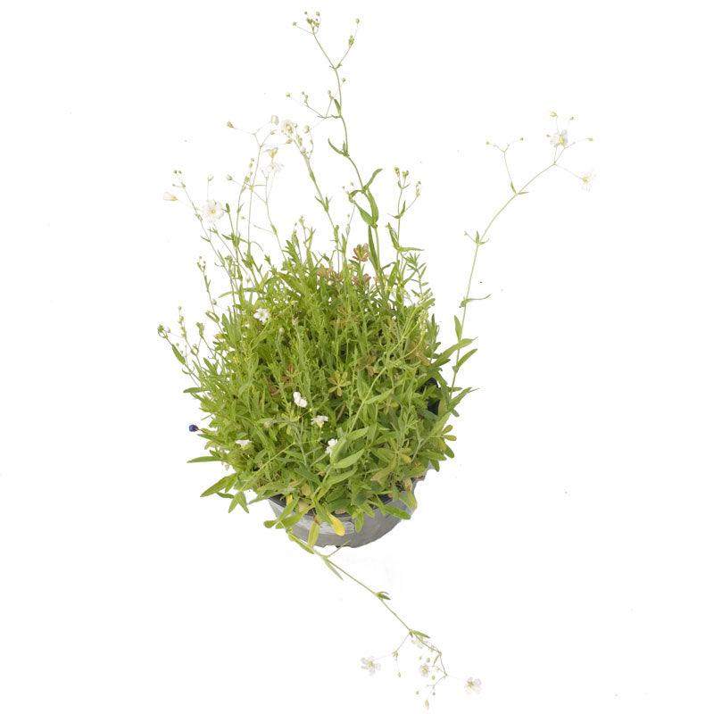 Low Growing Wildflower Mix (pack) Peaceful Valley