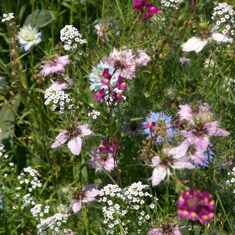 Fragrant Garden Wildflower Mix (1/4 lb) - Grow Organic Fragrant Garden Wildflower Mix (1/4 lb) Flower Seed & Bulbs