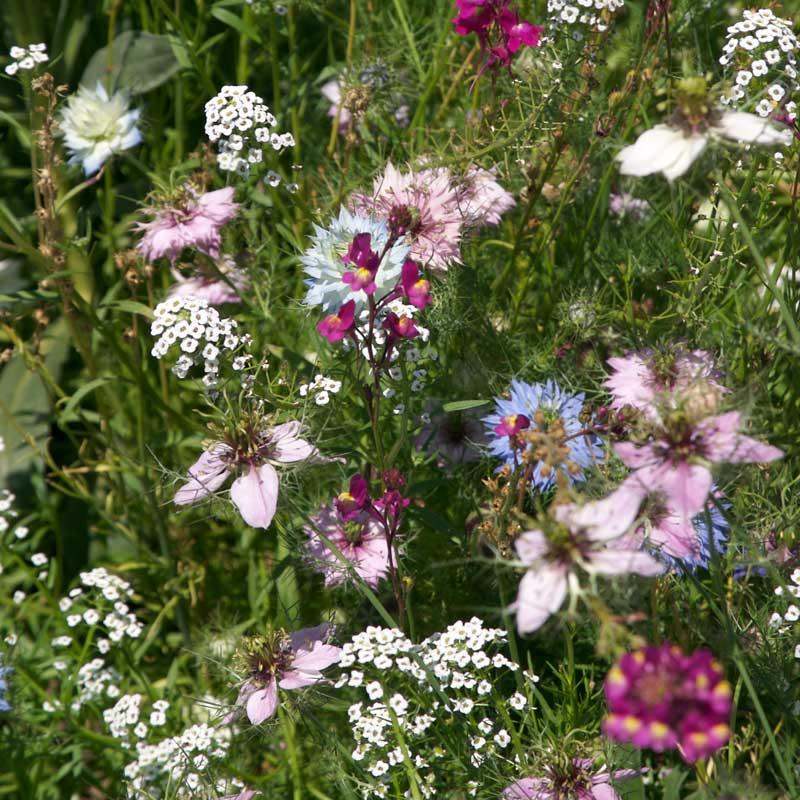 Fragrant Garden Wildflower Mix (1/4 lb) Peaceful Valley