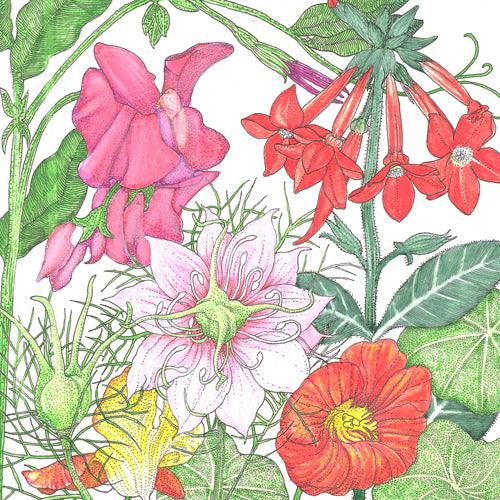 Fragrant Garden Wildflower Mix (pack) Peaceful Valley