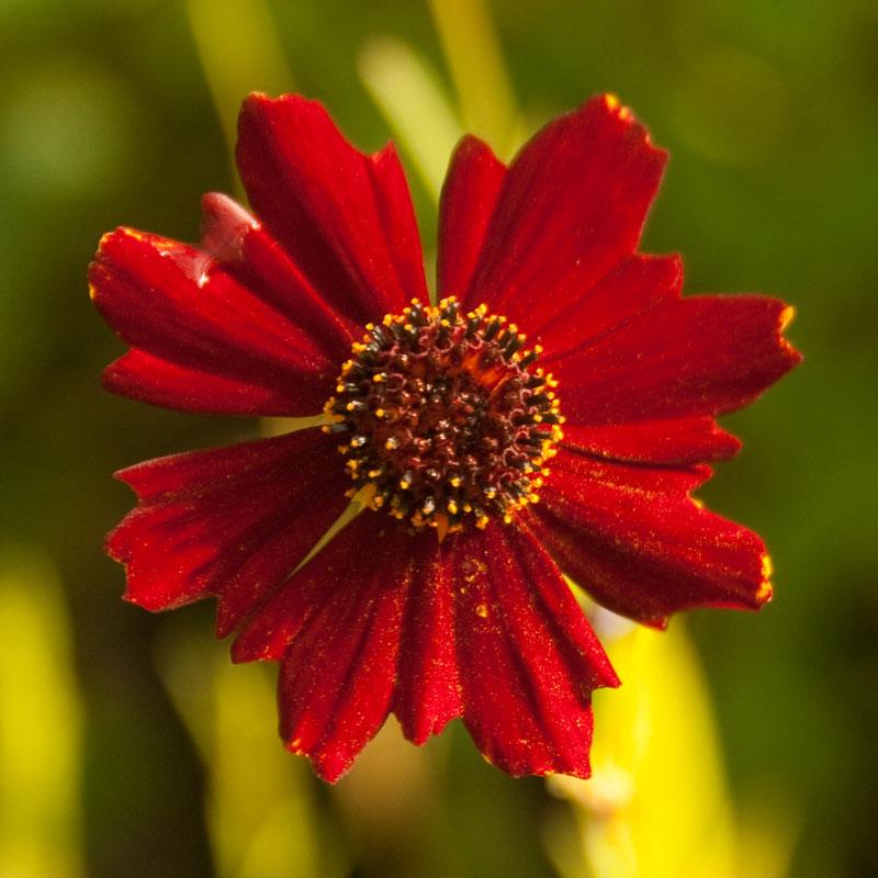 Coreopsis, Dwarf Plains Red (pack) Peaceful Valley