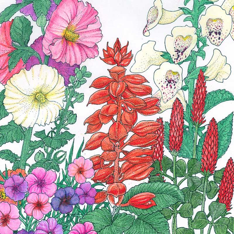 Hummingbird Garden Wildflower Mix (pack) Peaceful Valley