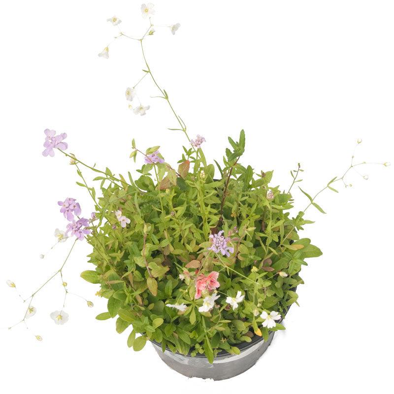 North American Shade Wildflower Mix (pack) Peaceful Valley
