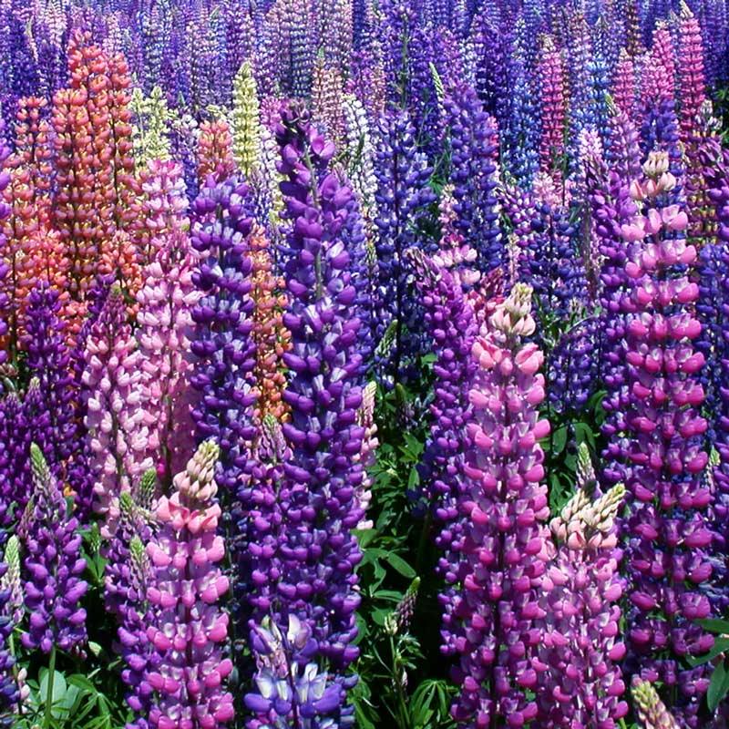 Lupine, Russell (pack) - Grow Organic Lupine, Russell (pack) Flower Seeds