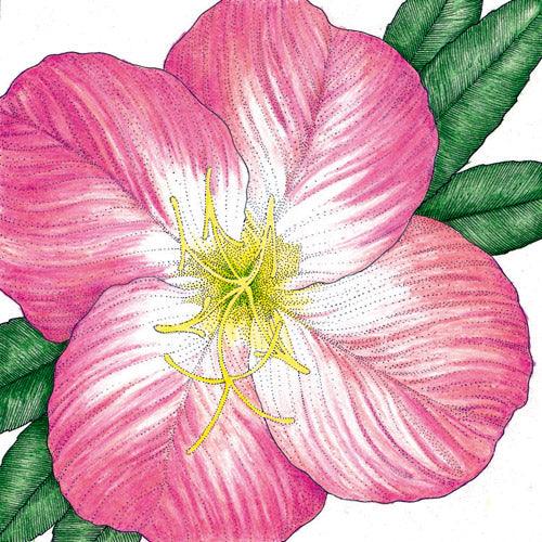 Evening Primrose, Showy (pack) Peaceful Valley