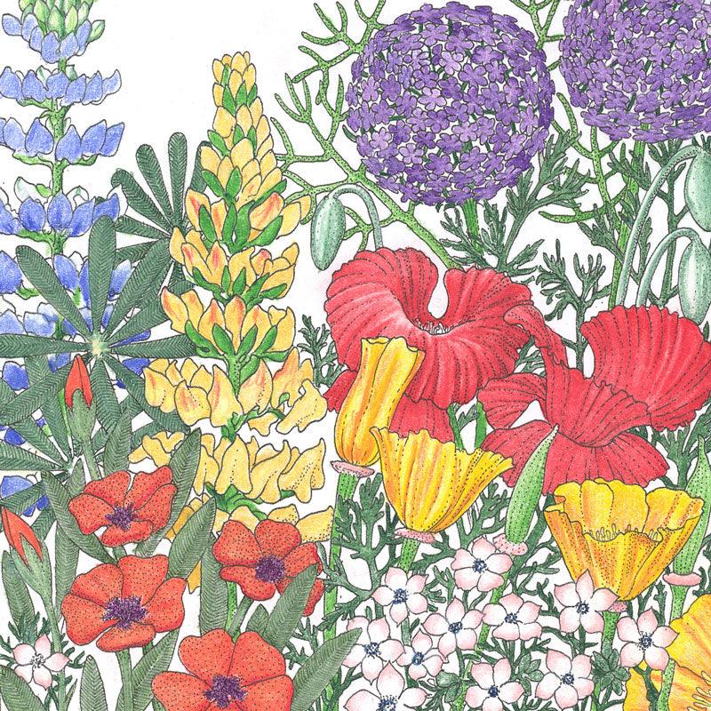 Northwest Wildflower Mix (pack) Peaceful Valley