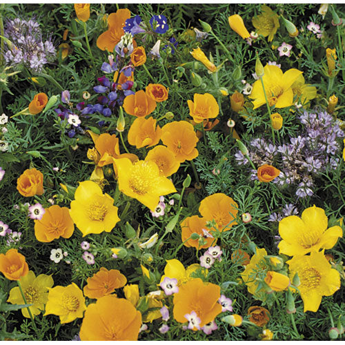 Southwest Wildflower Mix (Pack) - Grow Organic Southwest Wildflower Mix (Pack) Flower Seed & Bulbs