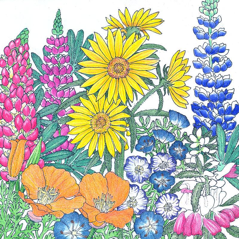 Regional Northwest Native Wildflower Mix (pack) Peaceful Valley