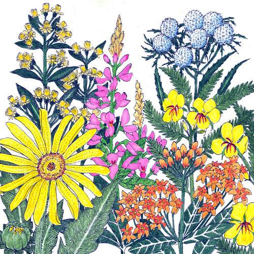 Clay Soil Loving Native Wildflower Mix (pack) Peaceful Valley