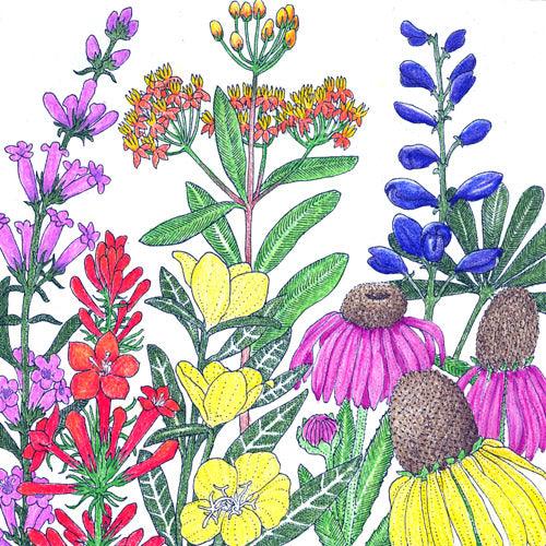 North American Perennial Native Wildflower Mix (pack) Peaceful Valley