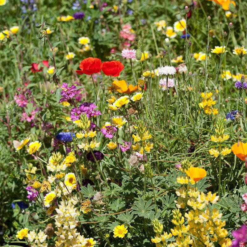 California Brilliant Wildflower Mix (pack) Peaceful Valley
