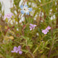 California Low-Growing Wildflower Mix (1/4 lb) California Low-Growing Wildflower Mix (1/4 lb) Flower Seeds