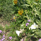 California Perennial Wildflower Mix (1/4 lb) - Grow Organic California Perennial Wildflower Mix (1/4 lb) Flower Seeds