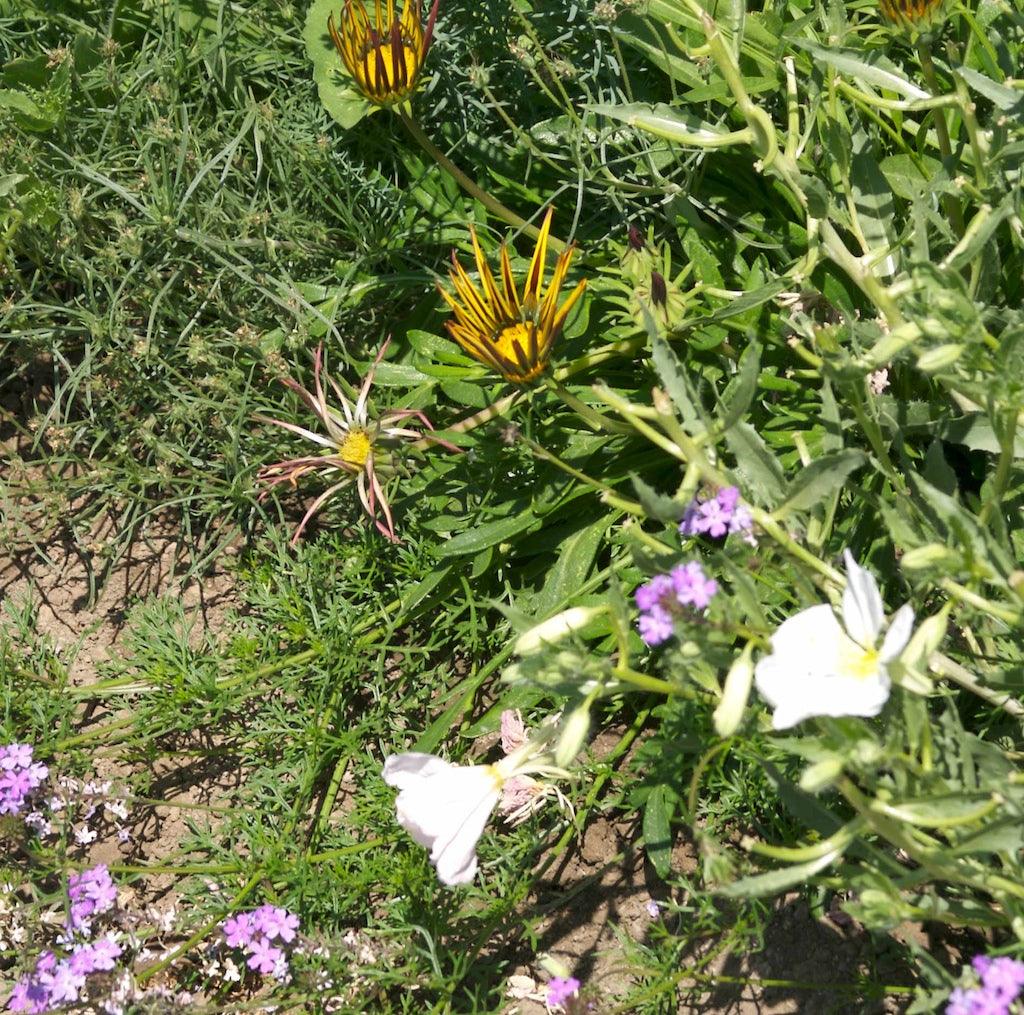 California Perennial Wildflower Mix (1/4 lb) Peaceful Valley