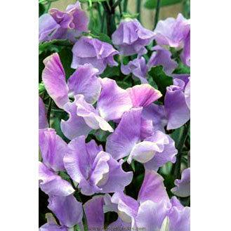 Blue Celeste Exhibition Sweet Pea Flower Seeds Renee's Garden