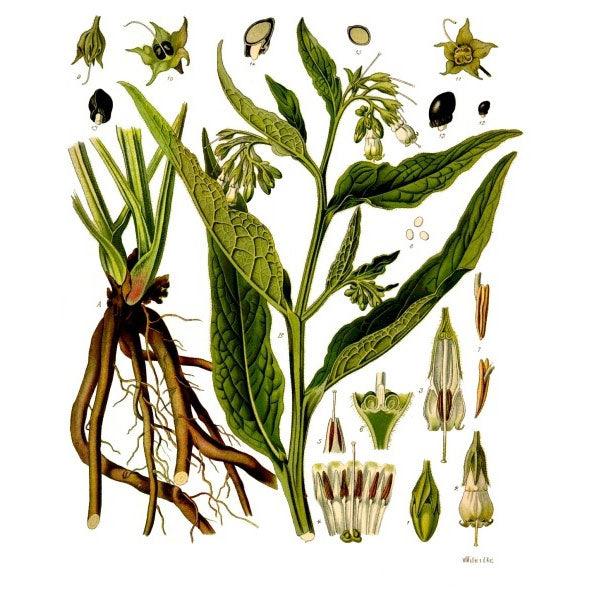 True Comfrey Seeds (Organic) Strictly Medicinal