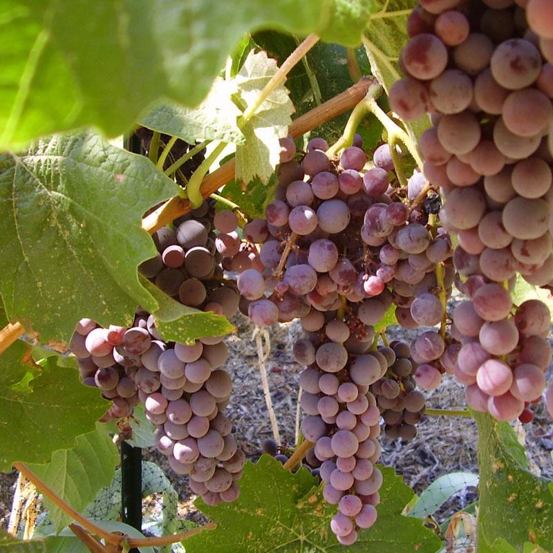 Table Grape Vine - Black Monukka (Seedless) Grow Organic