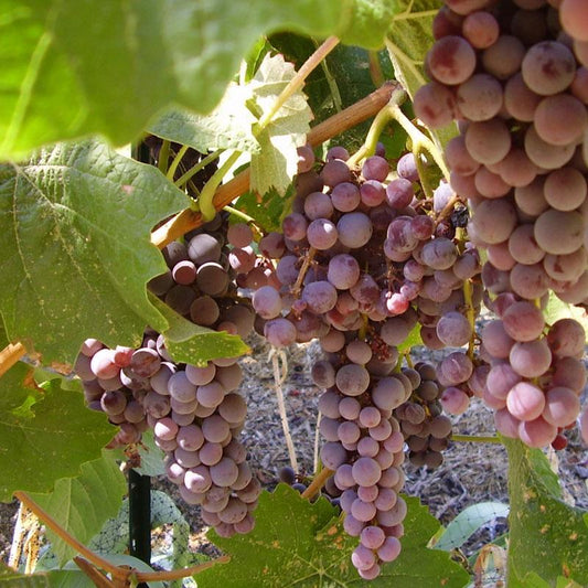 Table Grape Vine - Black Monukka (Seedless) Grow Organic