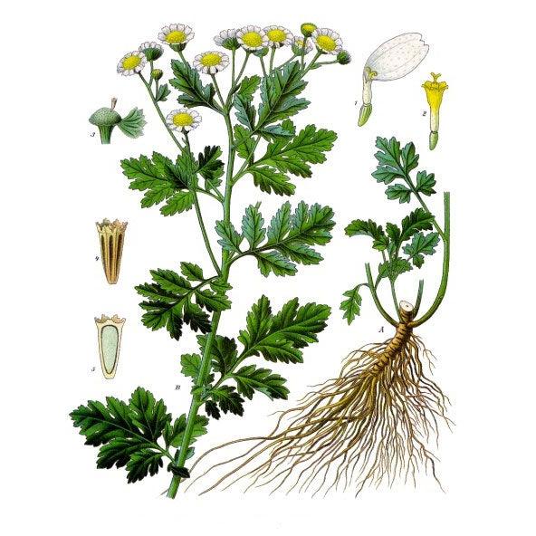 Feverfew Seeds (Organic) Strictly Medicinal