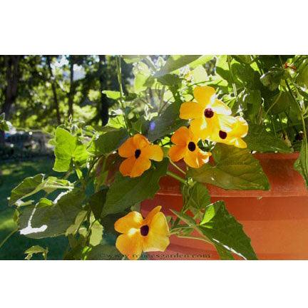 Black-eyed Susan Vine Thungbergia Flower Seeds Renee's Garden