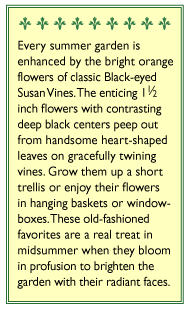 Black-eyed Susan Vine Thungbergia Flower Seeds Renee's Garden