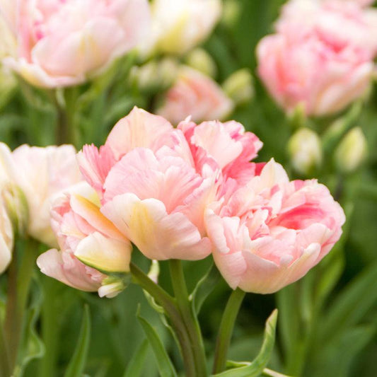 "Angelique" Double Late Tulip Bulbs (Pack of 8) De Vroomen