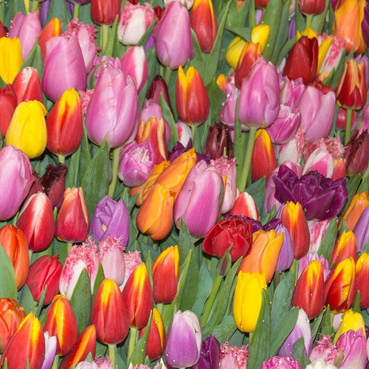 Tulips Single Late Mix (Pack of 18) Netherland Bulb Company