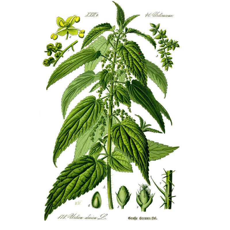 Stinging Nettles Seeds (Organic) Strictly Medicinal