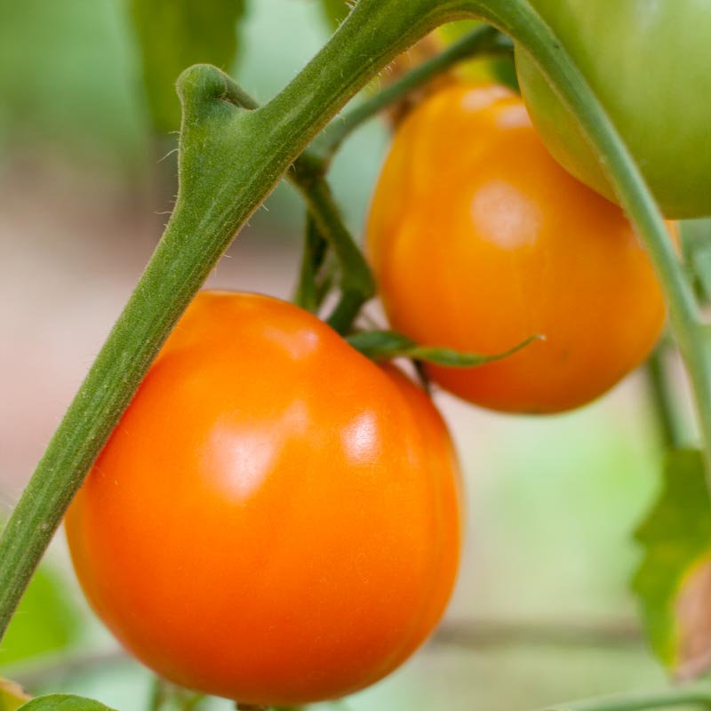 Organic Tomato, Valencia (1 oz) - Grow Organic Organic Tomato, Valencia (1 oz) Vegetable Seeds