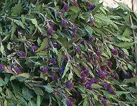 Strictly Medicinal Blue Vervain - Grow Organic Strictly Medicinal Blue Vervain Herb Seeds