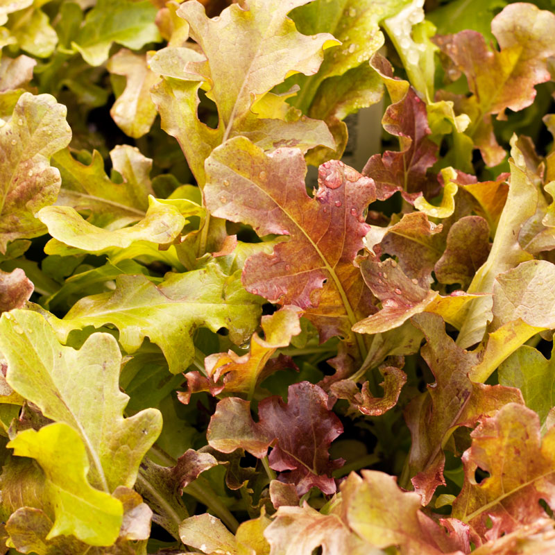 Organic Lettuce, Red Salad Bowl (1/4 lb) - Grow Organic Organic Lettuce, Red Salad Bowl (1/4 lb) Vegetable Seeds